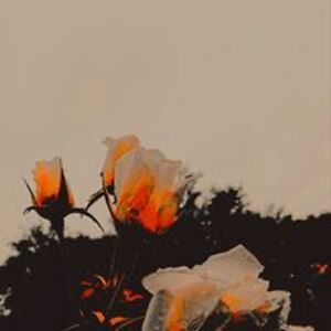 kimberleighstorath avatar