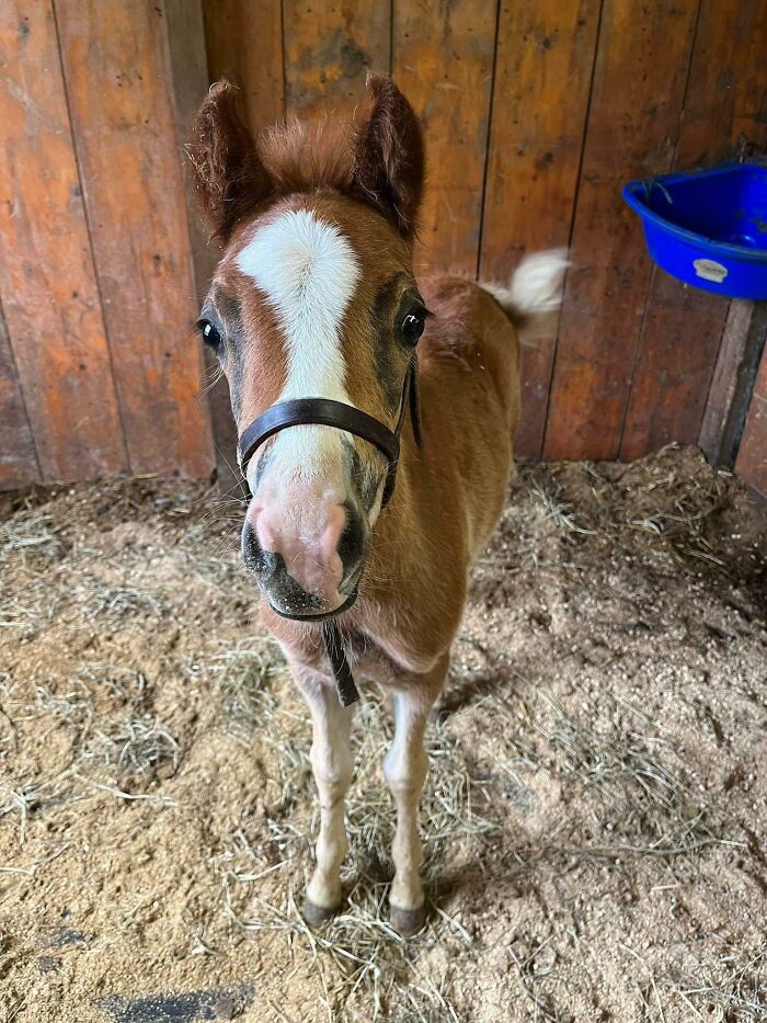 A Baby From My Local Equine Clinic