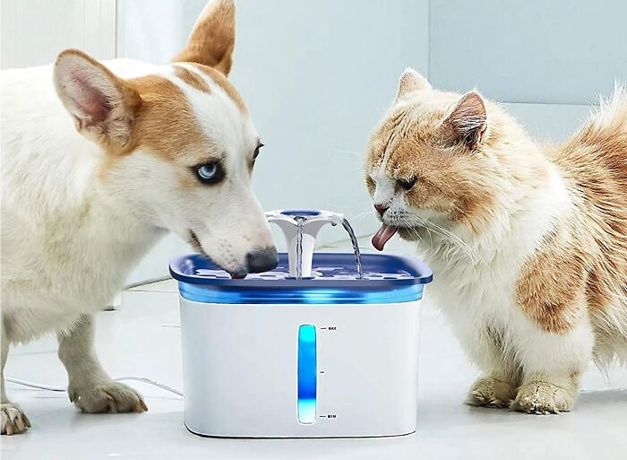  Fountain Of Woof: Endless Water Wonderland For Cats & Dogs