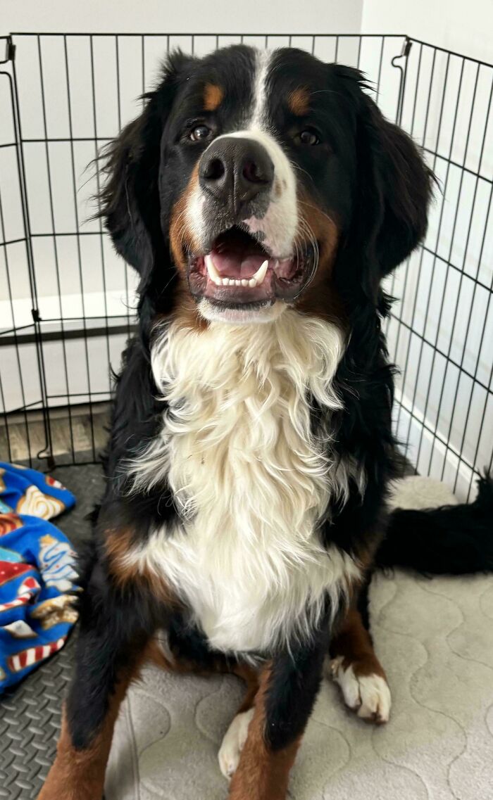 We Adopted A 10 Month Old Berner!