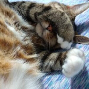 mickeyspencer avatar