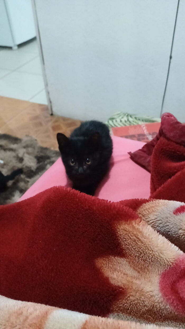 This Is Bebel, My Newly Adopted Void (Also My First Cat)