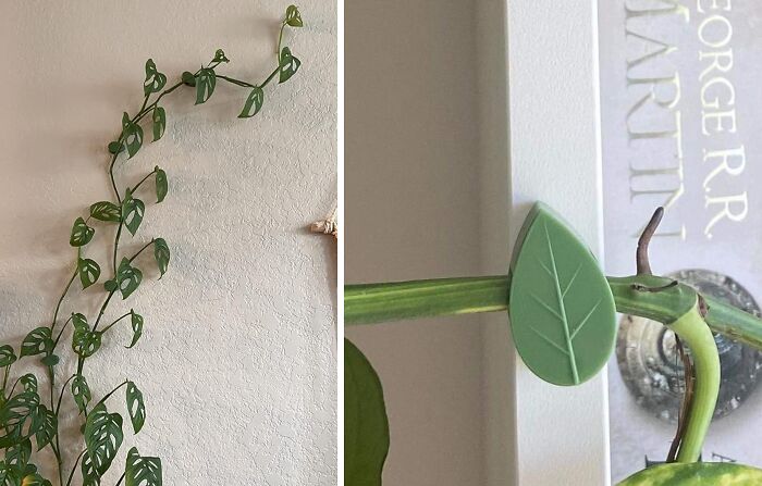 Climb The Walls Literally: Handy Clips To Elevate Your Plant Game