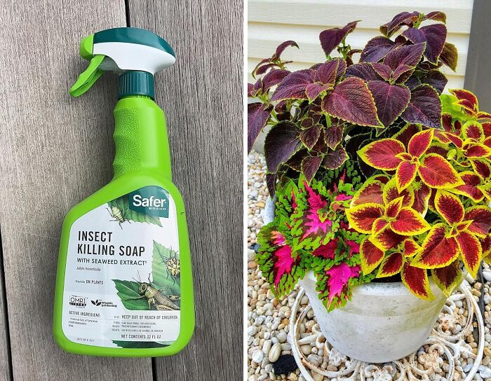 Bye-Bye Bugs: Insect Killing Soap Spray For A Pest-Free Paradise