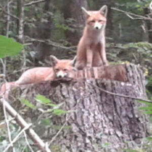 robertinasterle avatar