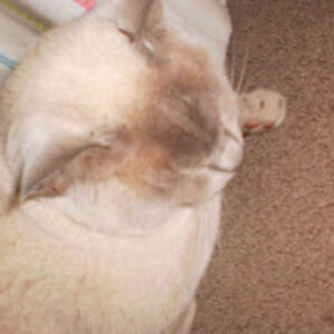 ciaranjohnston avatar