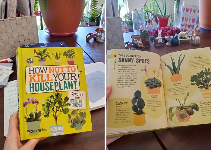 Green Thumb, Zero Casualties: Houseplant Survival Guide For The Plant-Cursed