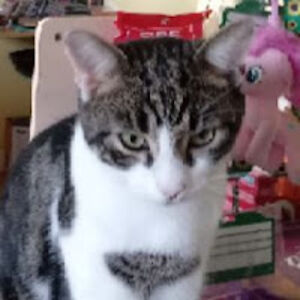 thomasthomaslovesgaming avatar