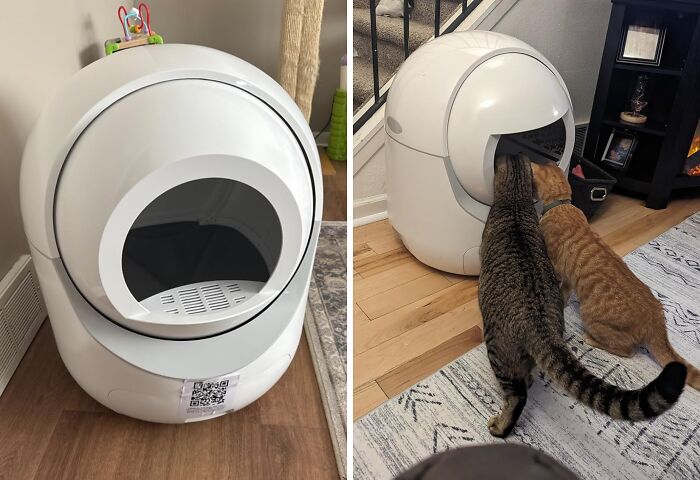 Enhance Your Cat's Comfort With A Cat Litter Box: Your Sanctuary For Purr-Fect Hygiene And Zen