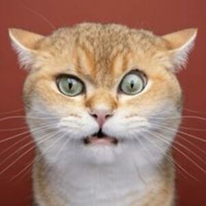 melancholykitty avatar