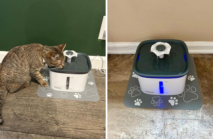 Quench Your Pet's Thirst With A Pet Fountain: A Hygienic Solution For Fresh Water