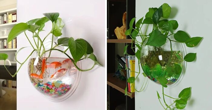 Spruce Up Spaces With This Flowerpot — Where Plants And Fish Can Be Bffs
