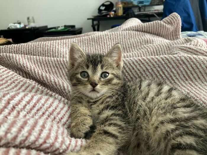 Help Me Name My Tabby Boy! Just Recently Adopted Him From The Animal Shelter And I’m Having A Hard Time Finding A Suiting Name For Him