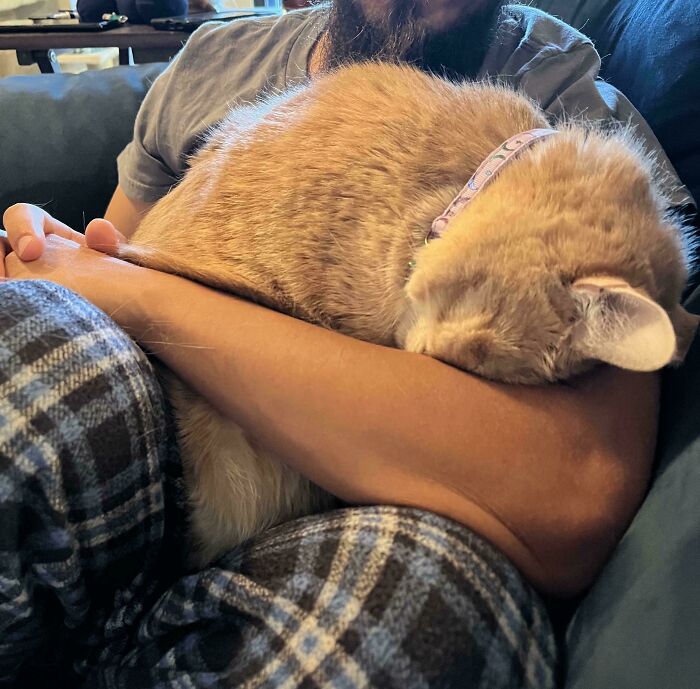 I Think Our Cat Was Meant To Be With Us