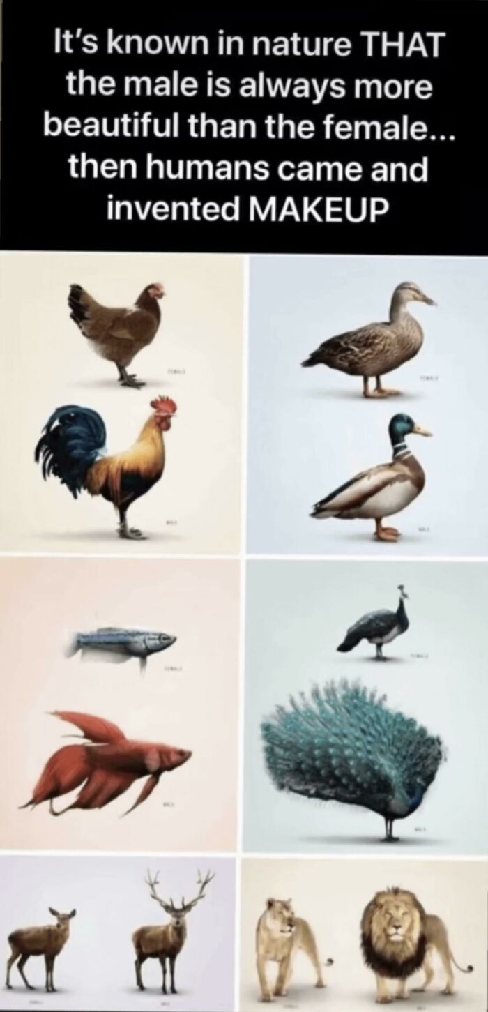 Comparison of male and female animals illustrating the concept of beauty and makeup related to cringe-worthy takes on women.