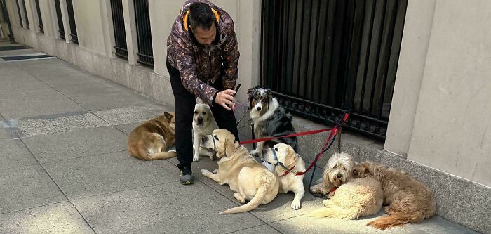 A Dog Walker In NYC Showing One Of The Dogs A Pic On His Phone