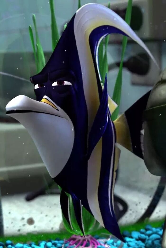 In Finding Nemo (2003), Gill Is A Moorish Idol. This Species Is Known To Not Handle Captivity Well,