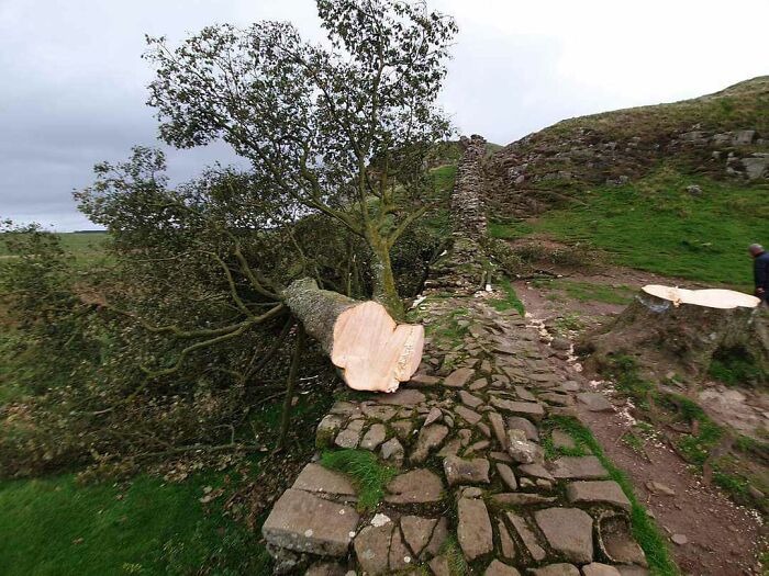 A tree fell on a stone path in a UK landscape, showcasing a humorous British moment.