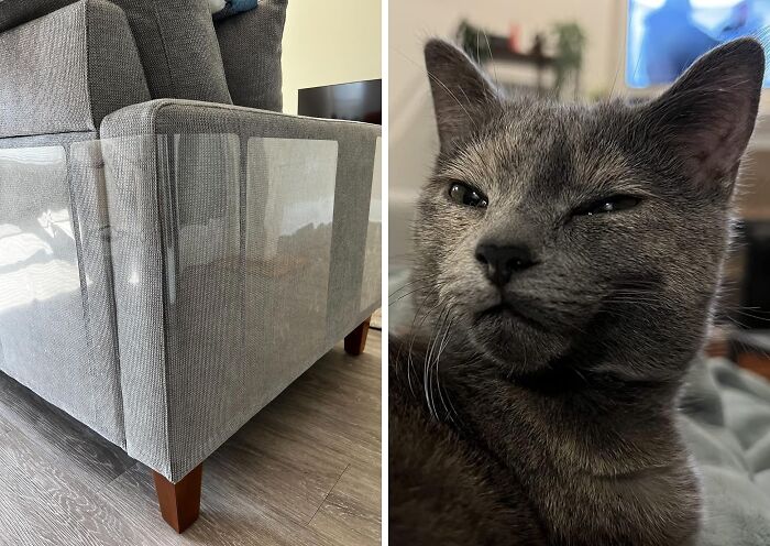 Save Their Sofa, Spoil Their Cat With Awesome Stelucca Furniture Shields That Protects The Furniture In Style!