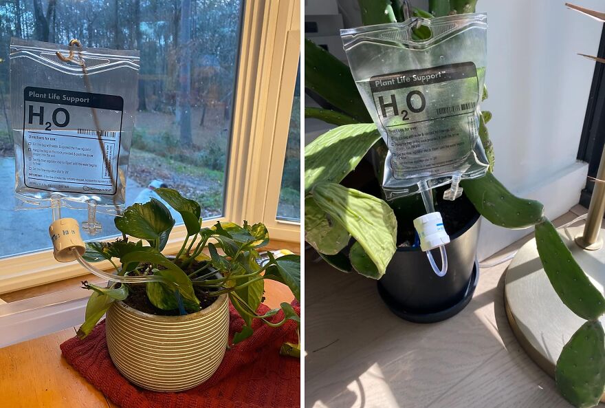 Automatic Watering, Total Winning! Plant Life Support For Your Indoor Greens