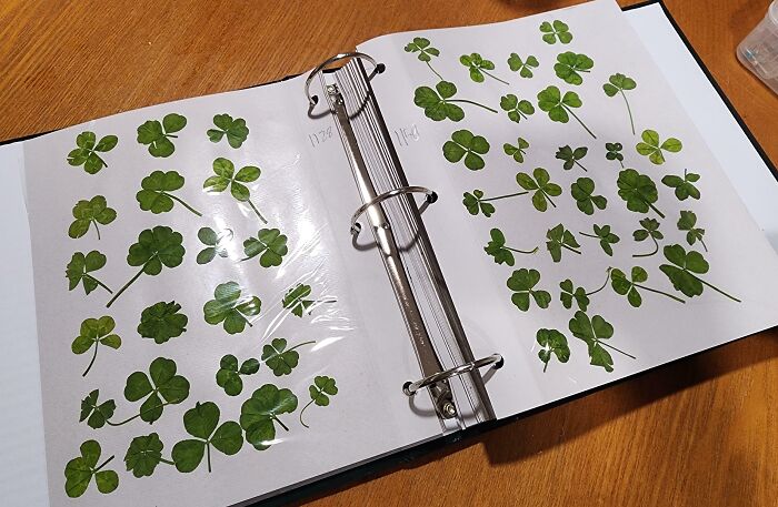 My 9-Year-Old Nephew Has Found Over 1500 "Lucky" Four-Leaf Clovers And Keeps Them In A Big Binder