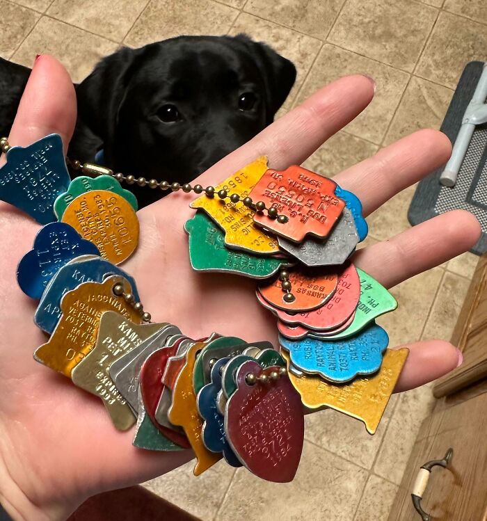 My Grandpa Kept Almost All Of The Rabies Tags From His Dogs