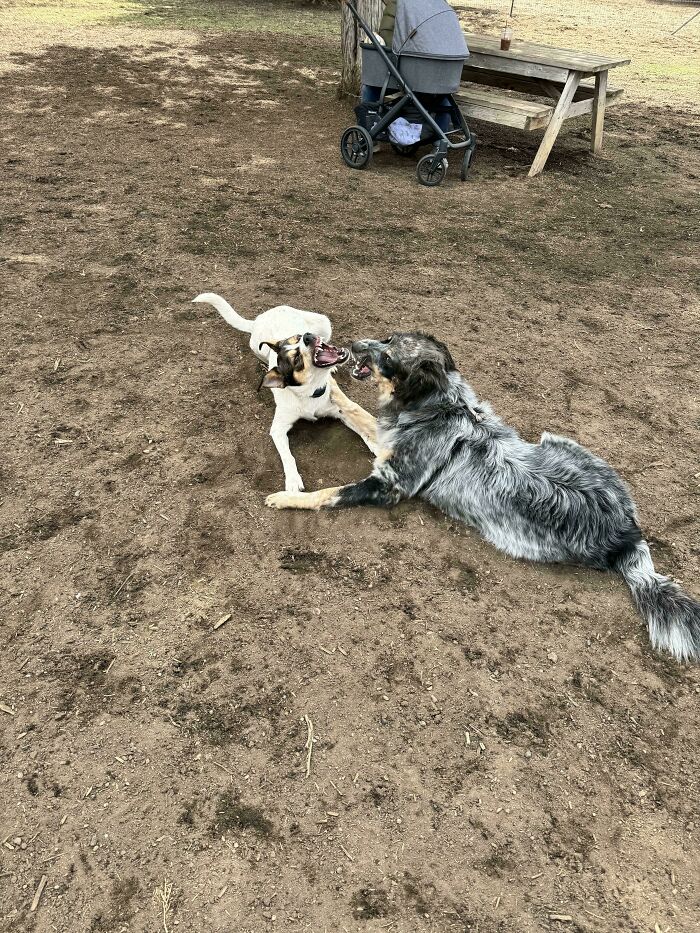 Adopted An Acd Mix, Turns Out Her Sister From The Same Litter Goes To The Same Dog Park. They Have, Uh, An Interesting Style Of Playing Together