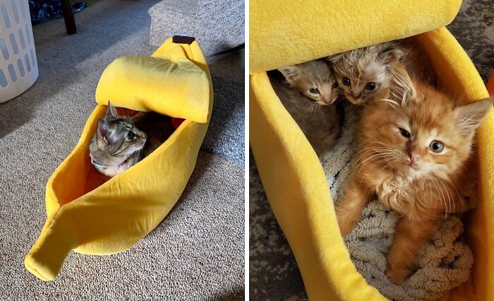 Peel Back The Coziness & Comfort With This Banana Cat Bed That's Just Purr-Fect!