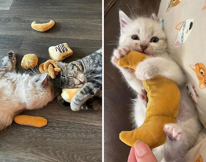 From Baguettes To Buns: Unleash The Ultimate Joy For Kittens With Bread-Inspired Catnip Toys!