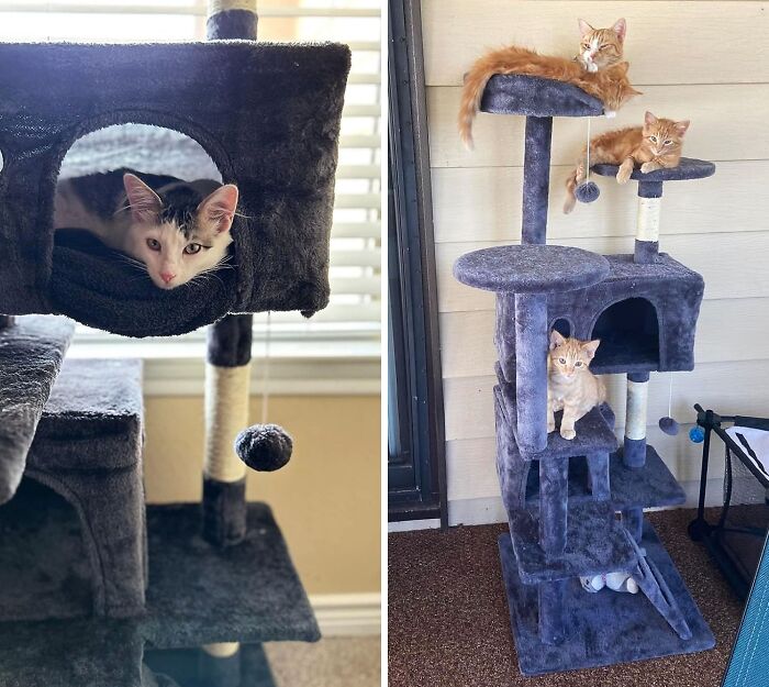 Scale New Heights Of Fun With The Bestpet 54in Cat Playground Tree Tower