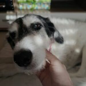 renate_stargardt_1 avatar