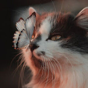 alaynahussain avatar