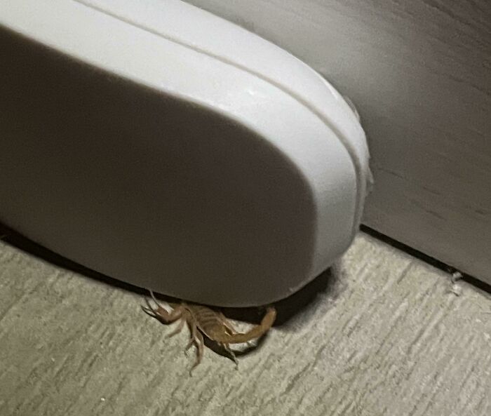 A scorpion caught in a coincidence moment partially hidden under a white object on a tiled floor.