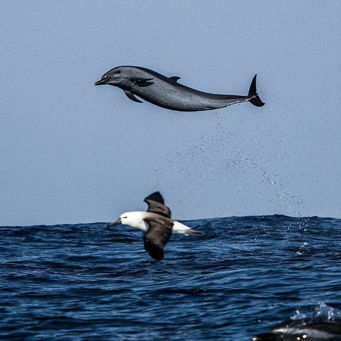 Dolphin leaping above ocean surface with a bird flying close by in a wild coincidence captured in photos.