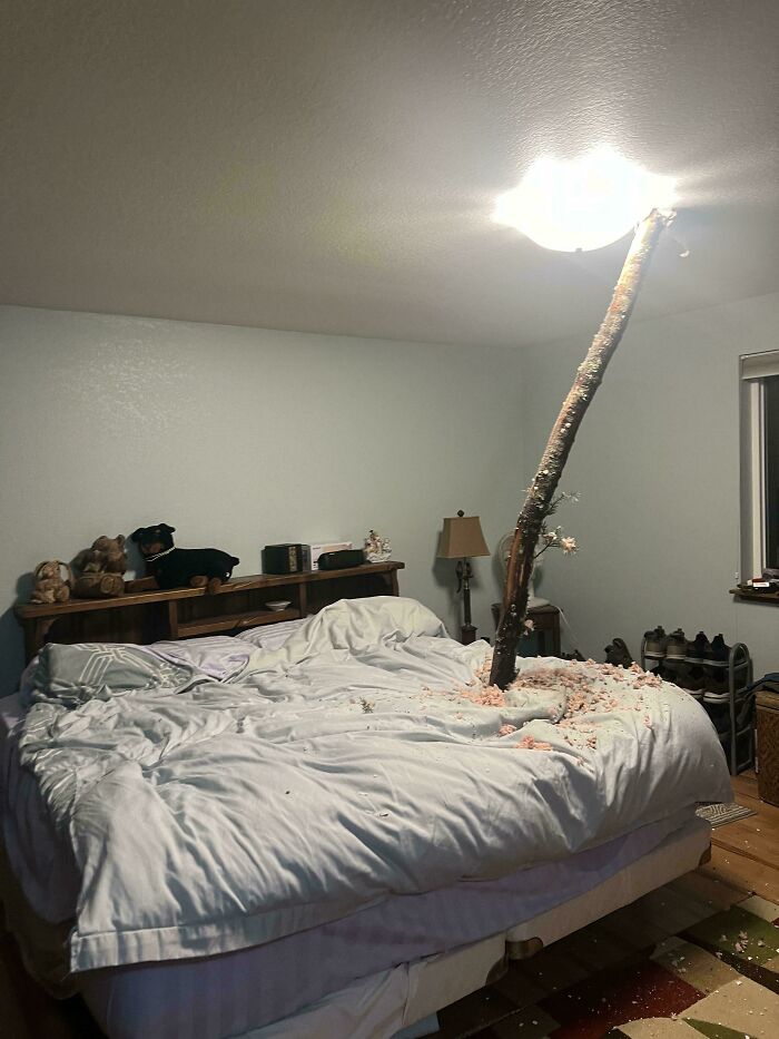 A tree trunk piercing through a bed and ceiling light in a bedroom, a wild coincidence captured in a photo.