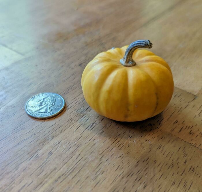 Behold My Prize Winning Pumpkin