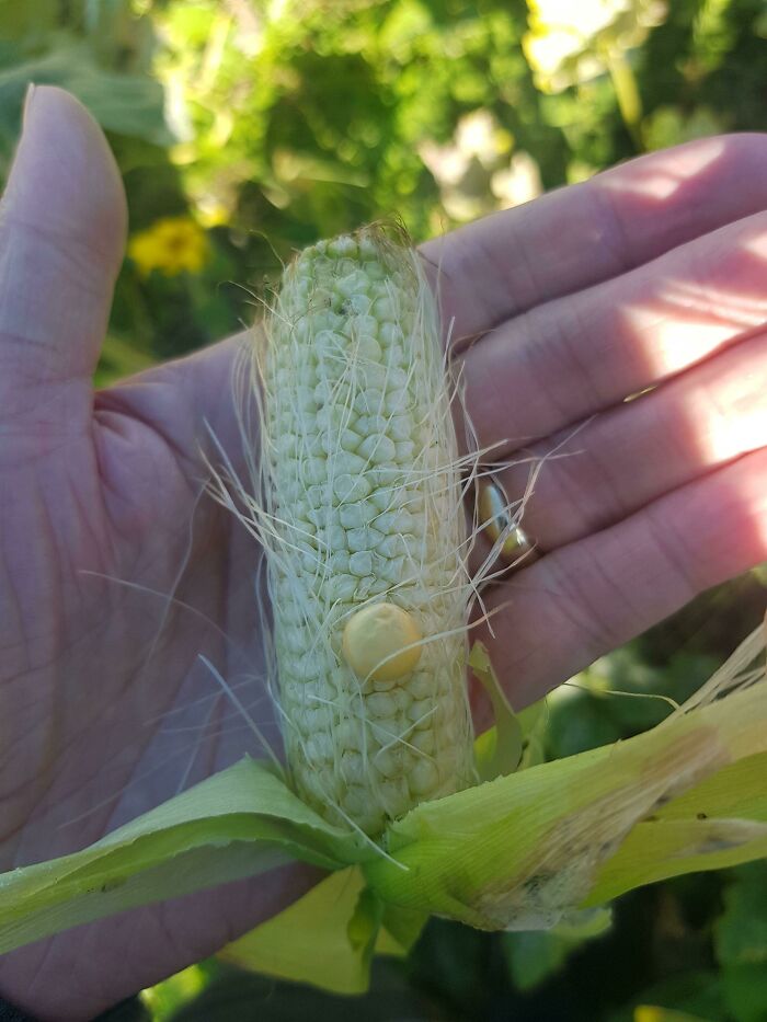 Mightiest Corn Harvest Of The Season