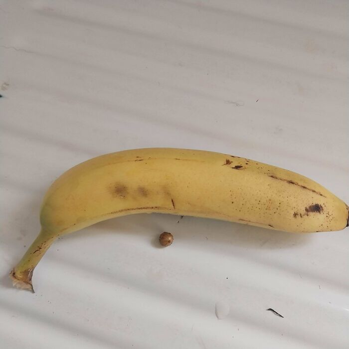 My First Potato (Banana For Scale)