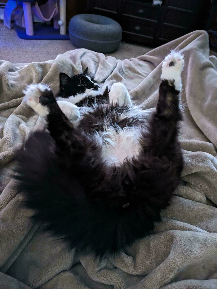 Reggie Cranks Up The Adorable Factor Until No One Can Resist Giving His Fluffy Tumtum Some Quality Rubs