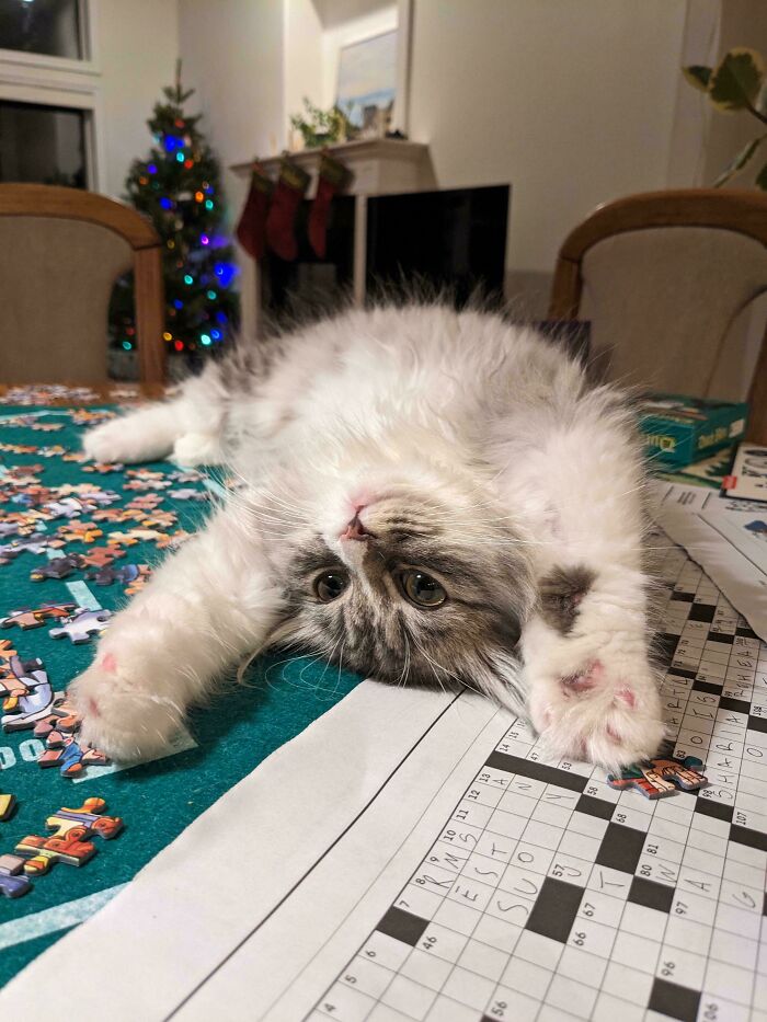 My Kitten Helping With The Giant Christmas Crossword