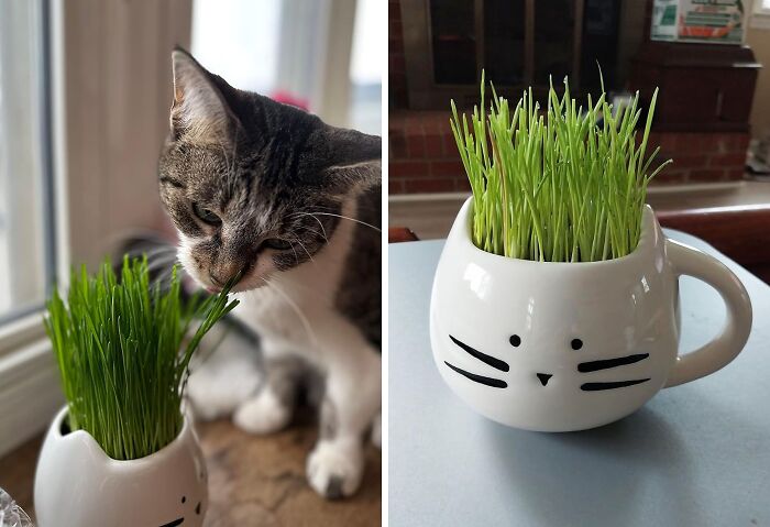 Gift Your Furry Friend The Joy Of Fresh Grass Anytime With This All-In-One Organic Grass Growing Kit