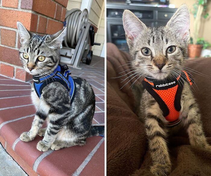 Enjoy Worry-Free Walks With Your Whiskered Friend Using The Rabbitgoo Cat Harness, Designed For Ultimate Comfort And Safety!