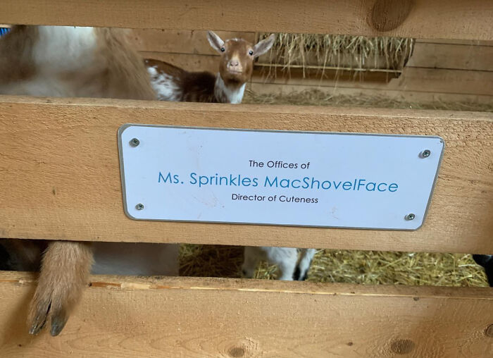 Local Farm Let The Kids Vote On The Name Of A Goat. 10/10