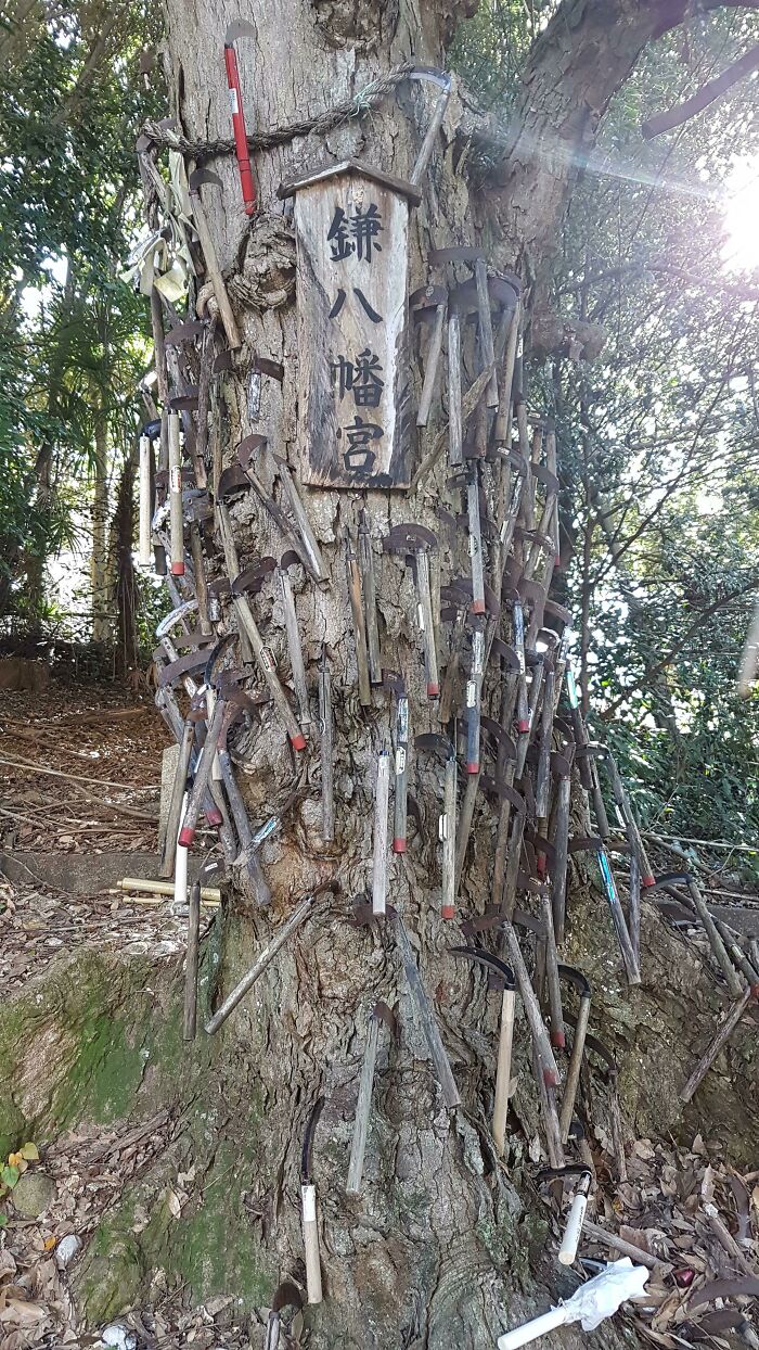 Came Across This Tree While Walking Through A Forest In Japan