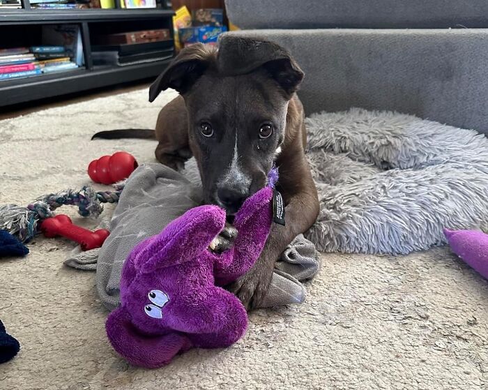 Don’t Forget About Your Fur-Babies When Going On An Online Shopping Spree. This Flatties Purple Elephant Dog Toy Will Have Them Smiling From Ear To Ear!