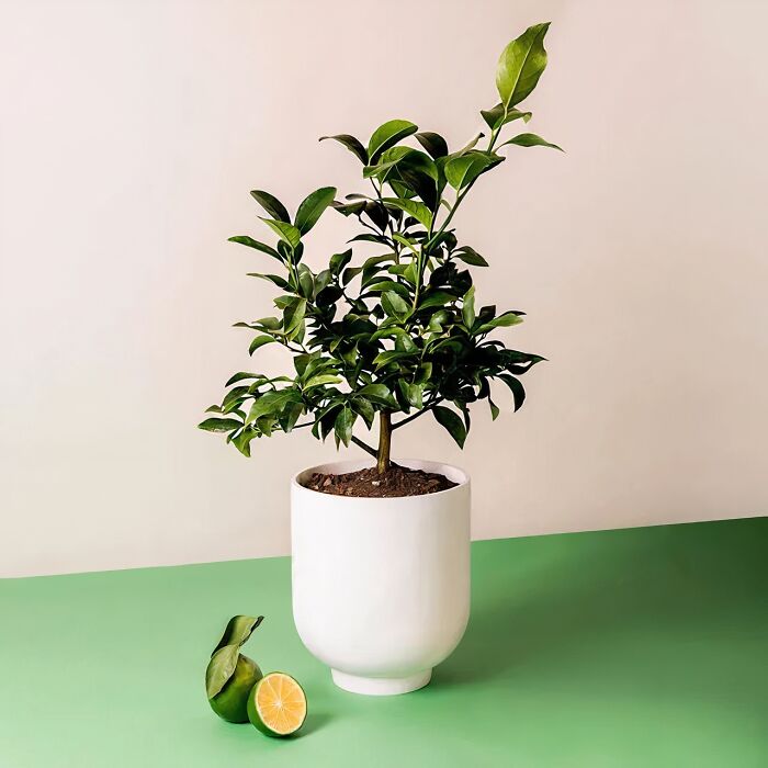 Citrus Charm: Key Lime Tree - Blossoms & Fragrant Fruit Bloom!