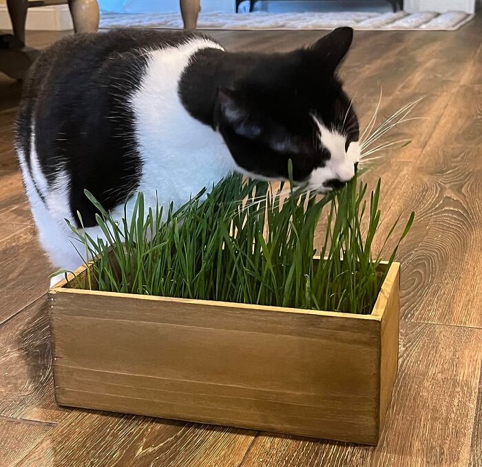 Pet-Approved Pawsomeness: Cat Grass Kit With Rustic Touch!