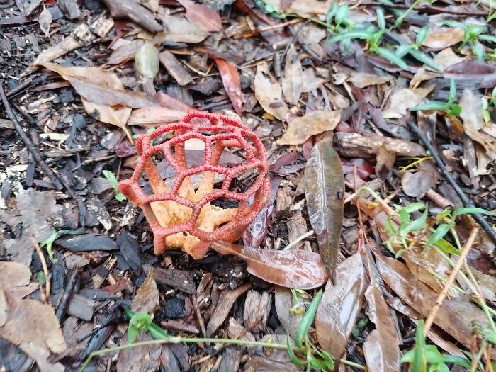 This Basket Stinkhorn I Found While Bushwalking