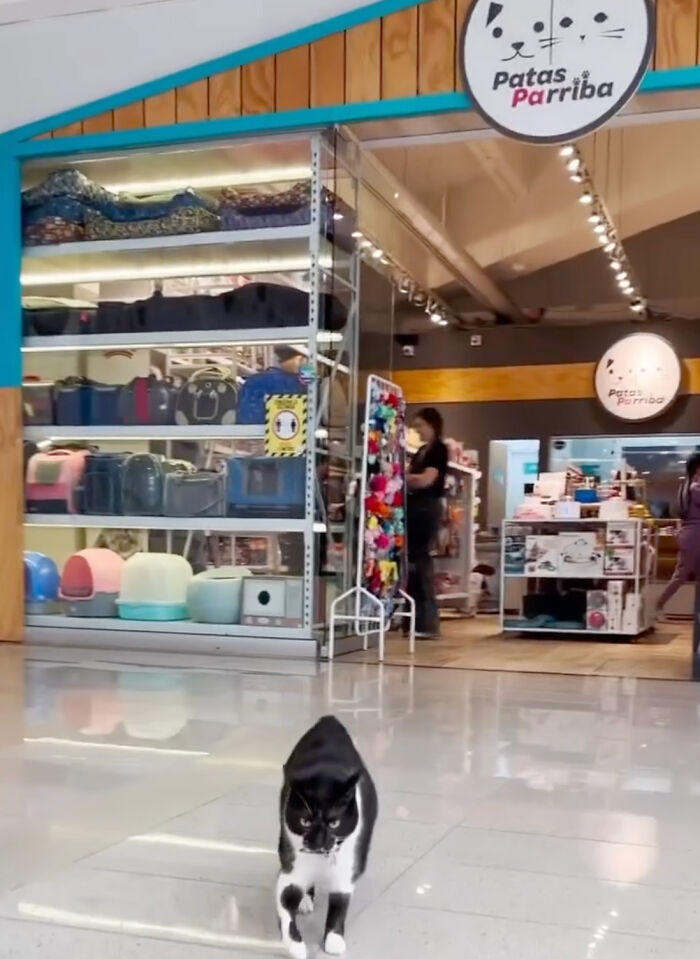 Pet Shop Rescues Stray Cat And Gives Her The Best Life At The Mall Pet Shop Rescues Stray Cat And Gives Her The Best Life At The Mall