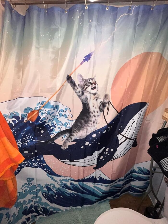 Fabulously Absurd Or Absurdly Fabulous? Find Out With The Shark Cat Shower Curtain